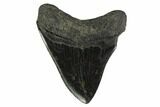 Serrated, Fossil Megalodon Tooth - South Carolina #135932-1